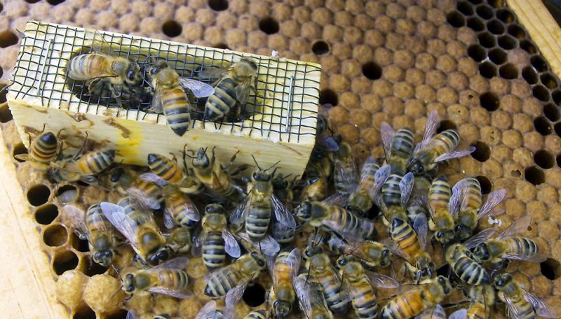 Nuevo curso de Cría de Abejas Reinas: cómo inscribirse