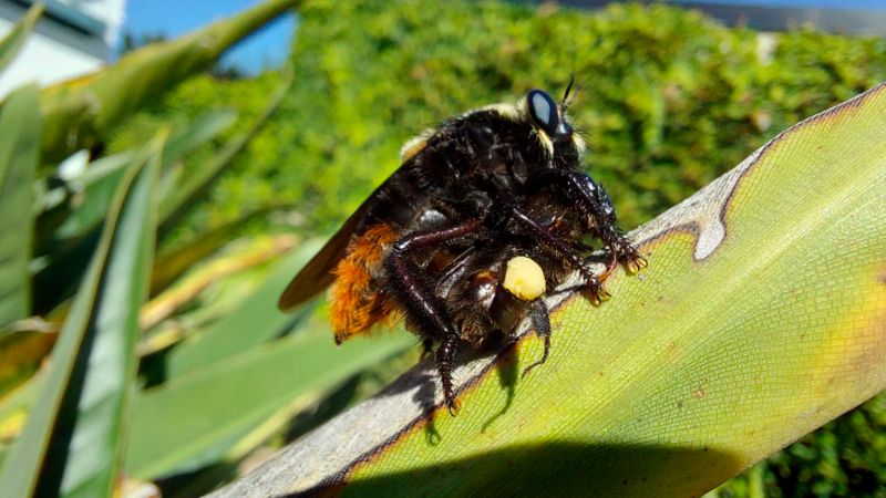 Se detectó crecimiento poblacional del “moscardón cazador de abejas” en Buenos Aires